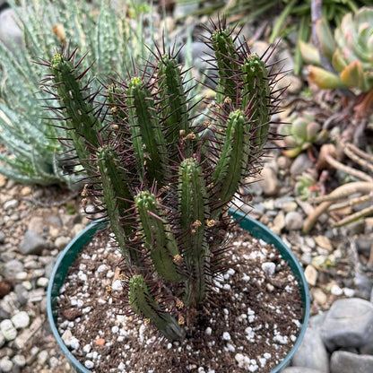 DesertScapeSucculent Cactus 6 Inch Euphorbia enopla