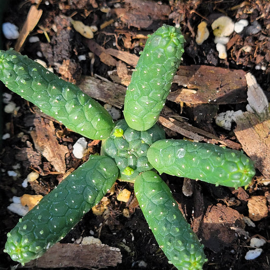 DesertScapeSucculent Cactus 4" Assorted Euphorbia Esculenta ‘The True Vingerpol’