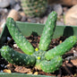 Euphorbia Esculenta ‘The True Vingerpol’ - 4 Inch Assorted - Cactus - DesertScapeSucculent