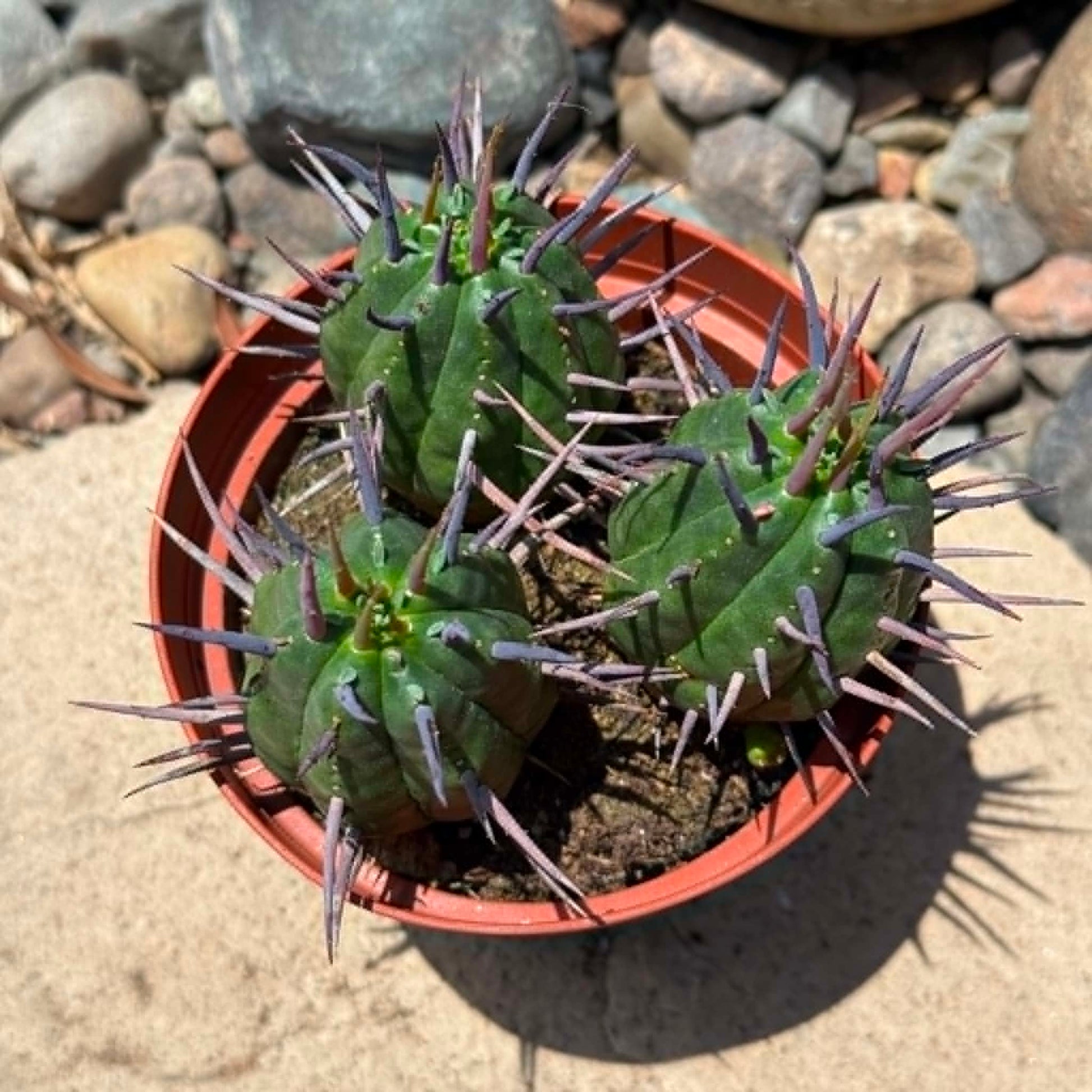 DesertScapeSucculent Cactus 4 Inch Euphorbia 'Ferox'