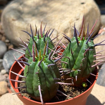 DesertScapeSucculent Cactus 4 Inch Euphorbia 'Ferox'