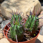 DesertScapeSucculent Cactus 4 Inch Euphorbia 'Ferox'
