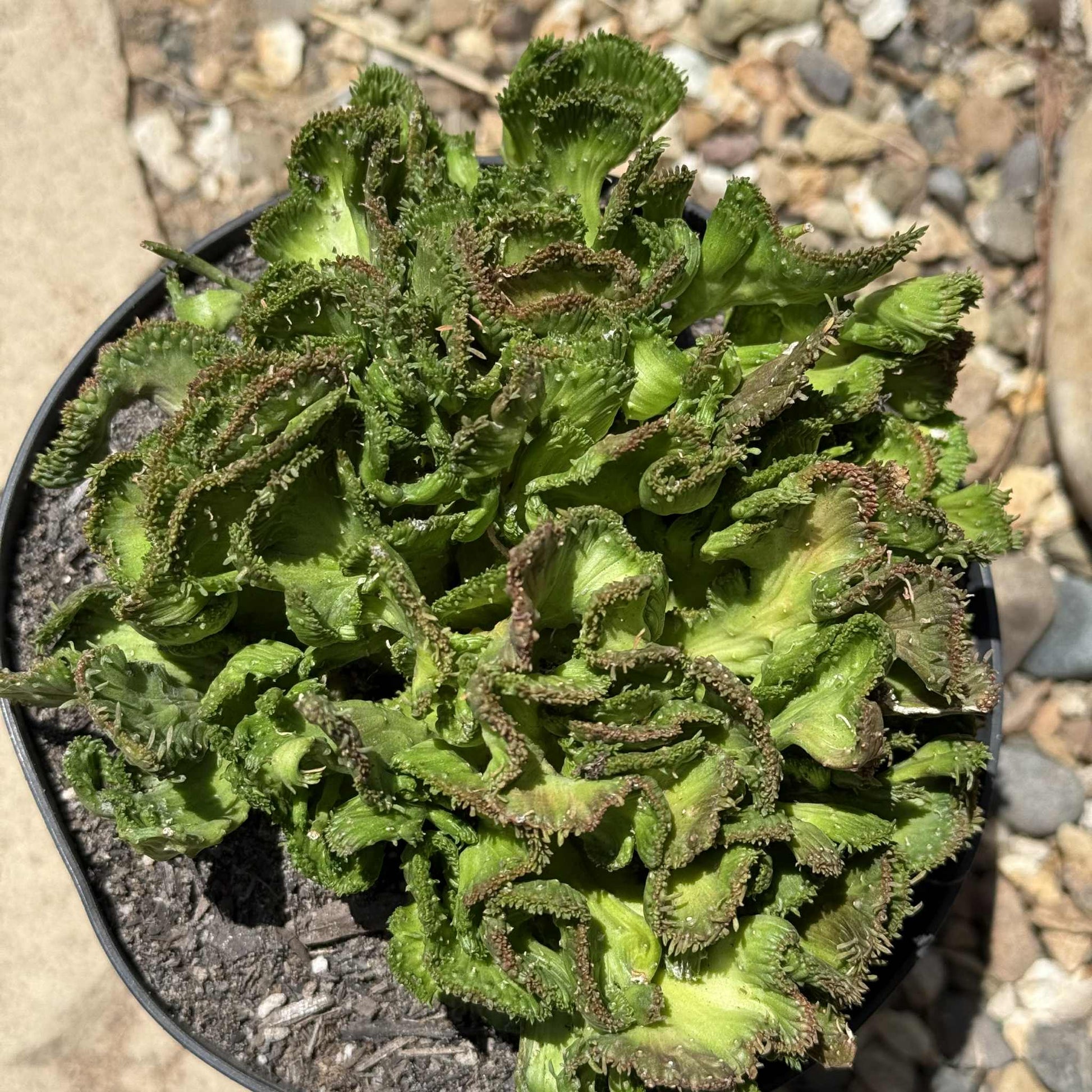 Euphorbia Flanaganii f. Cristata 'Coral Cactus' - 4 Inch Assorted - Cactus - DesertScapeSucculent