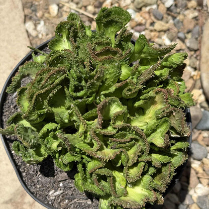 Euphorbia Flanaganii f. Cristata 'Coral Cactus' - 4 Inch Assorted - Cactus - DesertScapeSucculent