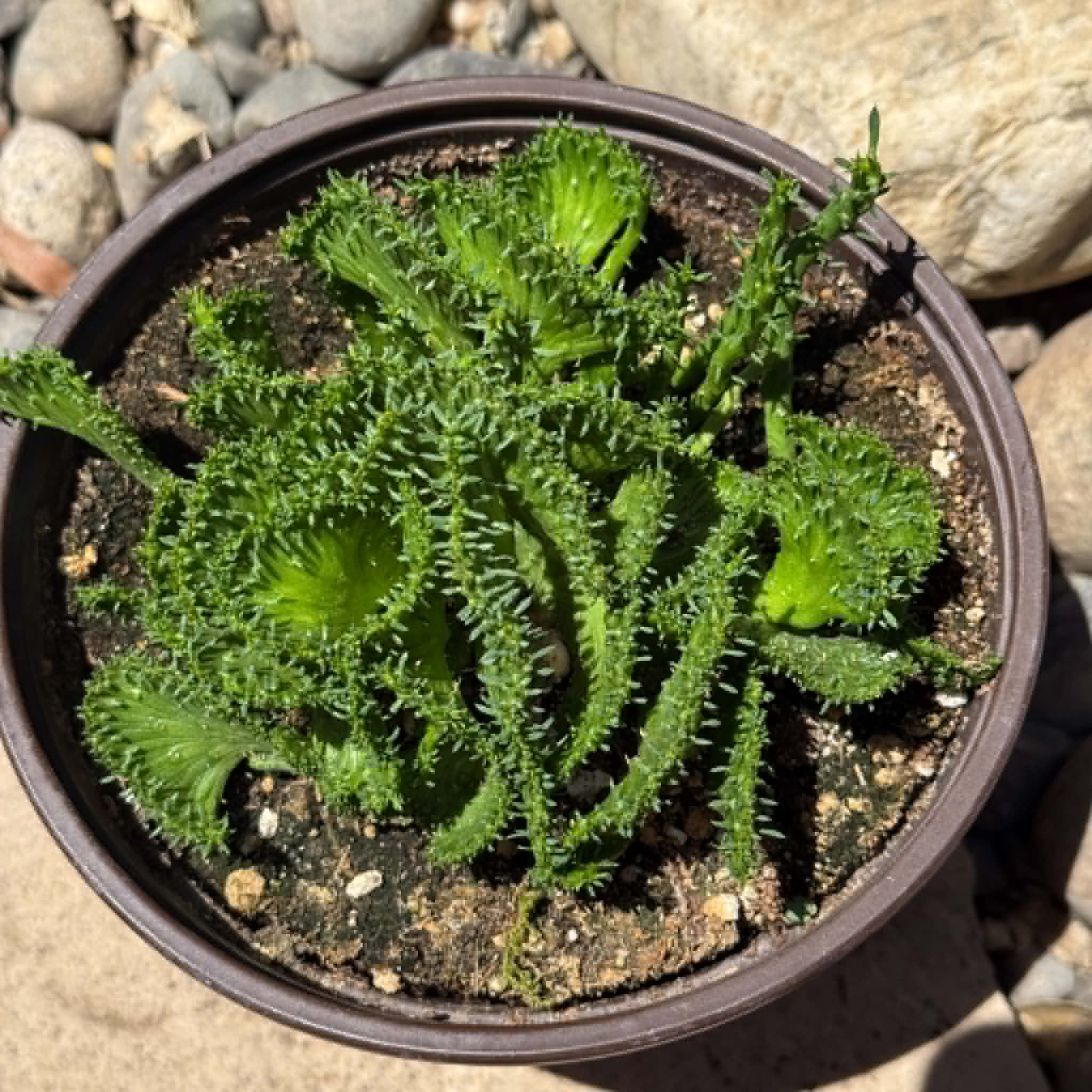 Euphorbia Flanaganii f. Cristata 'Coral Cactus' – DesertScapeSucculent