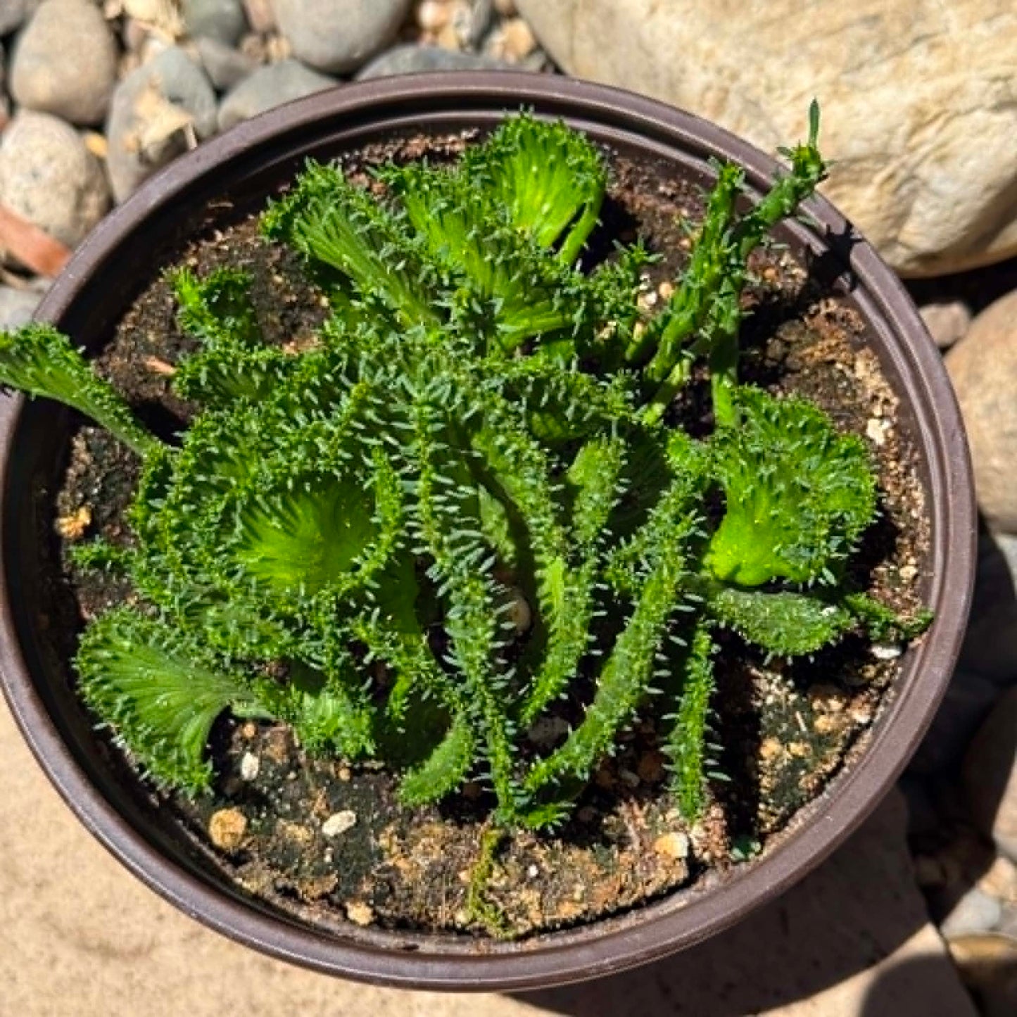 DesertScapeSucculent Cactus Euphorbia Flanaganii f. Cristata 'Coral Cactus'