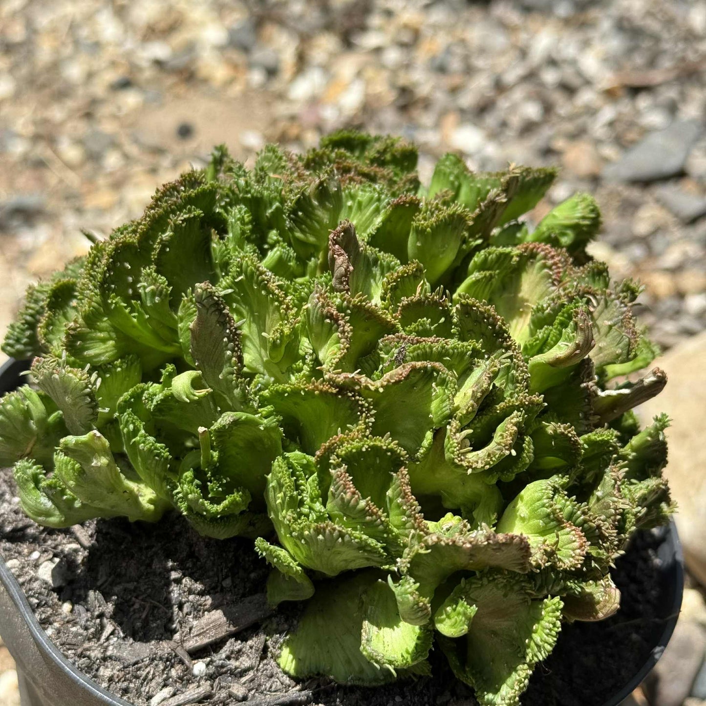Euphorbia Flanaganii f. Cristata 'Coral Cactus' - 4 Inch Assorted - Cactus - DesertScapeSucculent