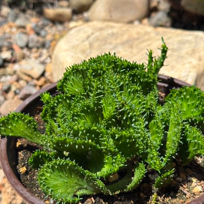 DesertScapeSucculent Cactus 6 Inch Assorted Euphorbia Flanaganii f. Cristata 'Coral Cactus'