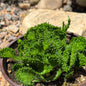 DesertScapeSucculent Cactus 6 Inch Assorted Euphorbia Flanaganii f. Cristata 'Coral Cactus'