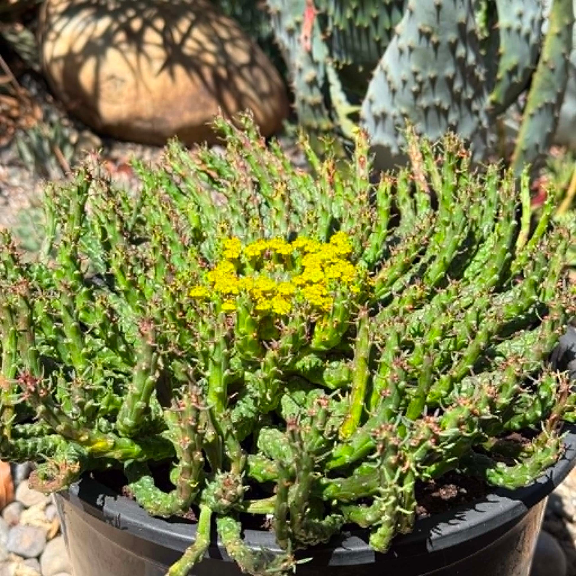 DesertScapeSucculent Cactus Euphorbia Flanaganii 'Medusa's Head'