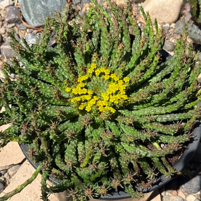 DesertScapeSucculent Cactus 5 Gallon Euphorbia Flanaganii 'Medusa's Head'