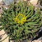 DesertScapeSucculent Cactus 5 Gallon Euphorbia Flanaganii 'Medusa's Head'