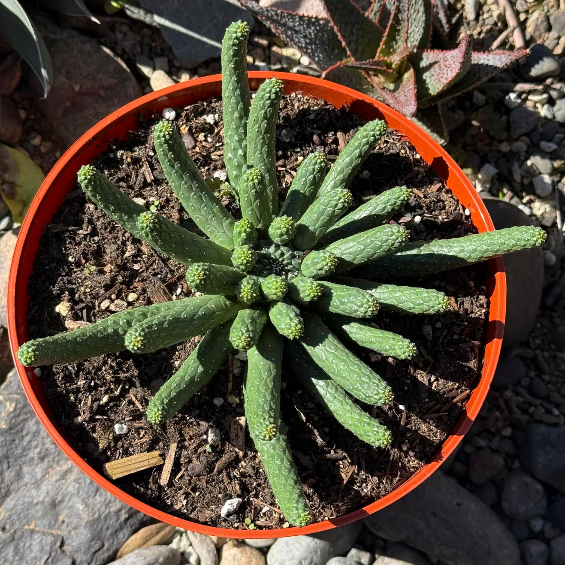 DesertScapeSucculent Cactus Euphorbia inermis