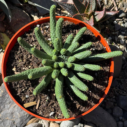 DesertScapeSucculent Cactus Euphorbia inermis
