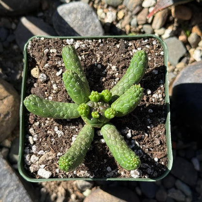 DesertScapeSucculent Cactus Euphorbia inermis