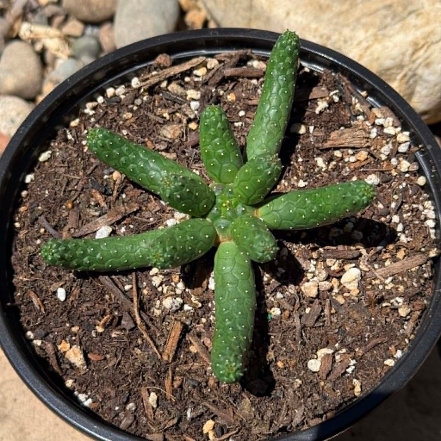 DesertScapeSucculent Cactus Euphorbia inermis