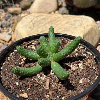 DesertScapeSucculent Cactus Euphorbia inermis