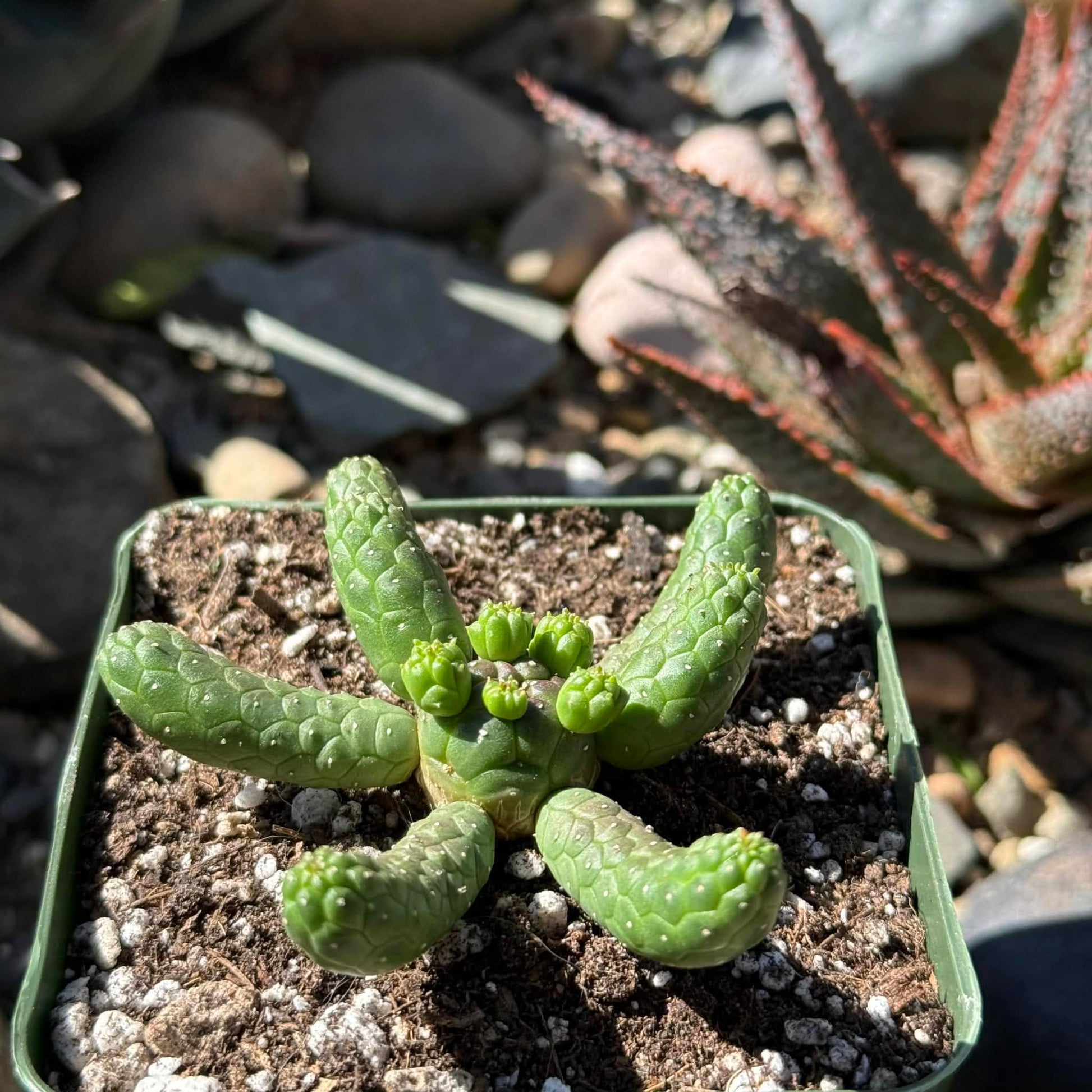 DesertScapeSucculent Cactus 4 Inch Euphorbia inermis