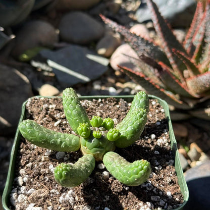 DesertScapeSucculent Cactus 4 Inch Euphorbia inermis