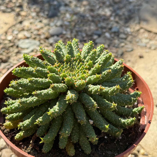 Euphorbia inermis - 6 Inch Assorted - Cactus - DesertScapeSucculent