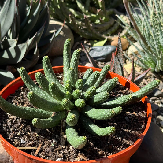 DesertScapeSucculent Cactus 8 Inch Euphorbia inermis