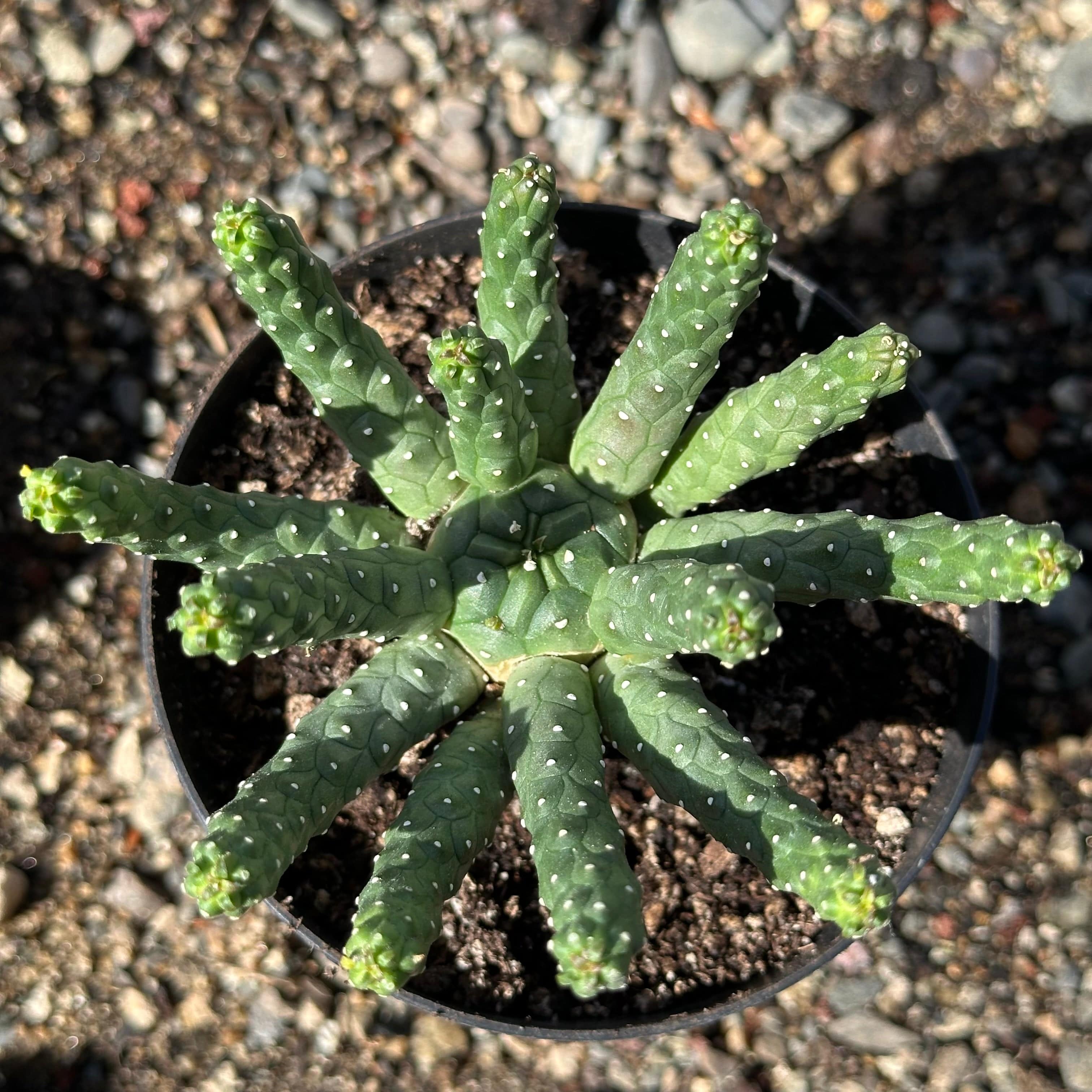 Euphorbia Inermis var. Huttonae - Green Crown/Medusa 2024