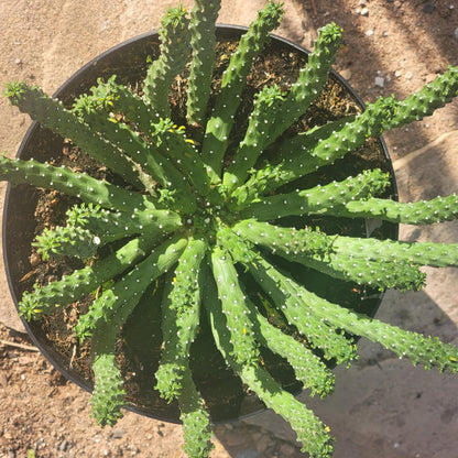 DesertScapeSucculent Cactus Euphorbia inermis huttonae 'Green Crown'