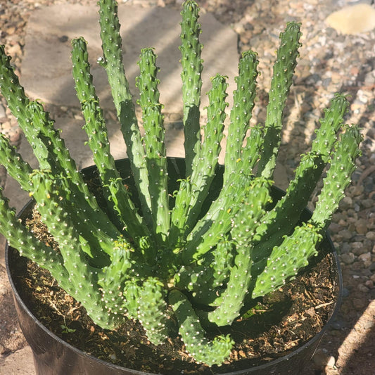 DesertScapeSucculent Cactus 8" Assorted Euphorbia inermis huttonae 'Green Crown'