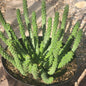 Euphorbia inermis huttonae 'Green Crown' - 8 Inch Assorted - Cactus - DesertScapeSucculent
