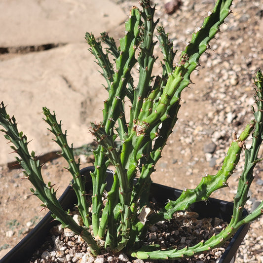 DesertScapeSucculent Cactus 6" Assorted Euphorbia knuthii