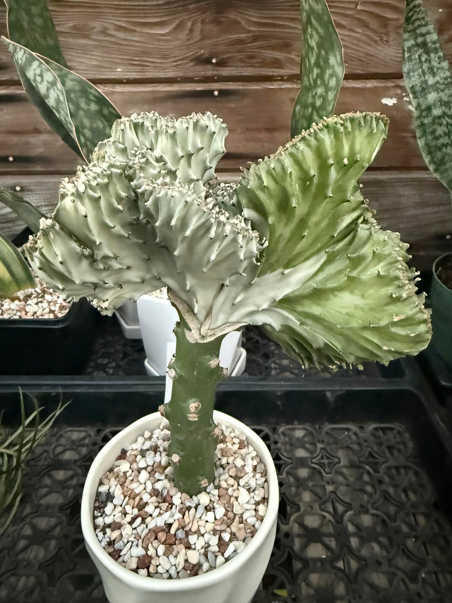 DesertScapeSucculent Cactus 5" Double Color Euphorbia Lactea Crested 'Mermaid Tail' 'Coral Cactus'