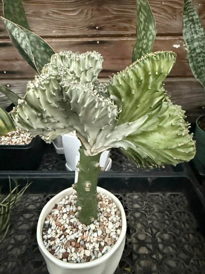 DesertScapeSucculent Cactus 5" Double Color Euphorbia Lactea Crested 'Mermaid Tail' 'Coral Cactus'