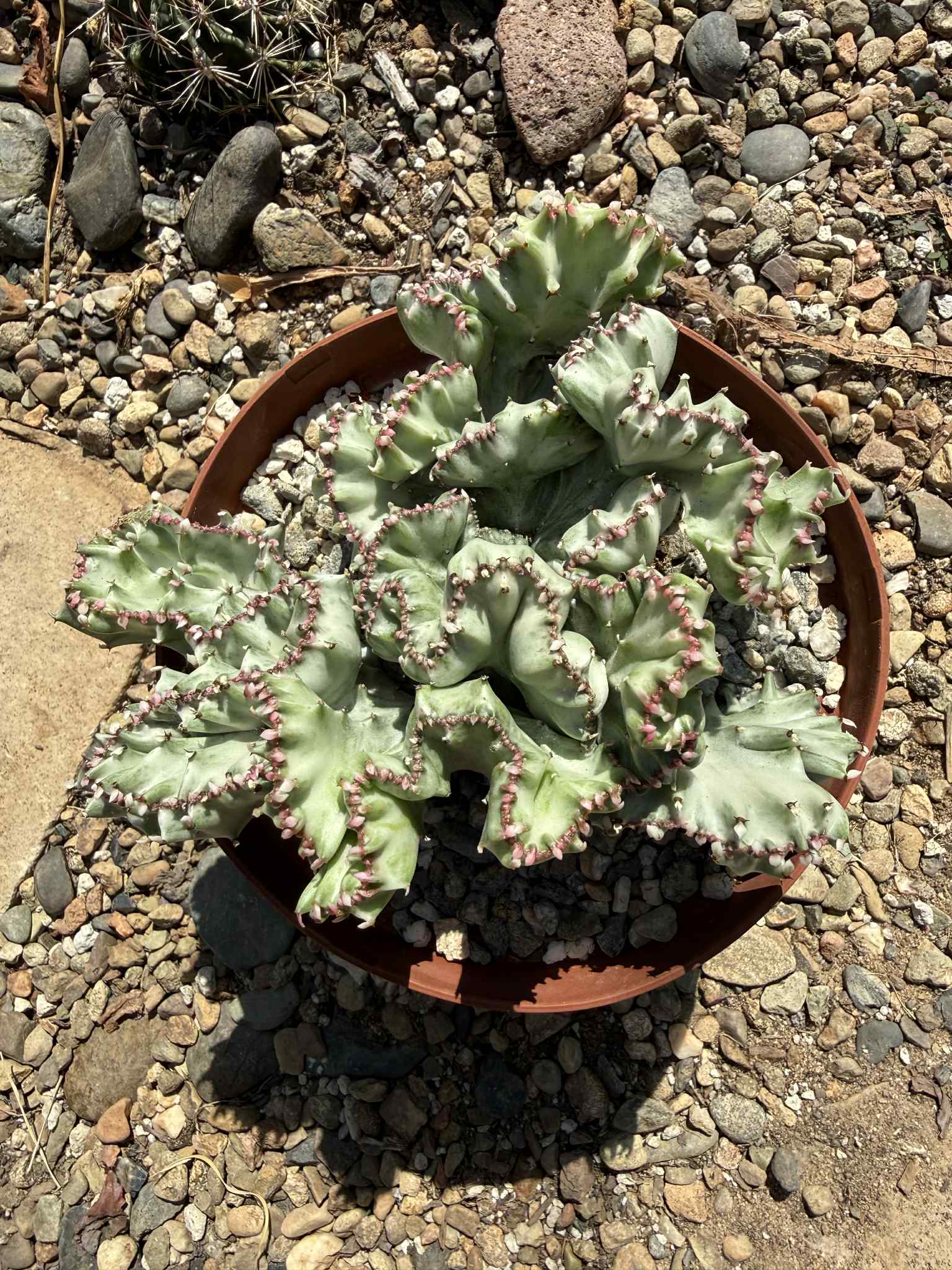 Euphorbia Lactea Cristata - 6 Inch Option A - Cactus - DesertScapeSucculent