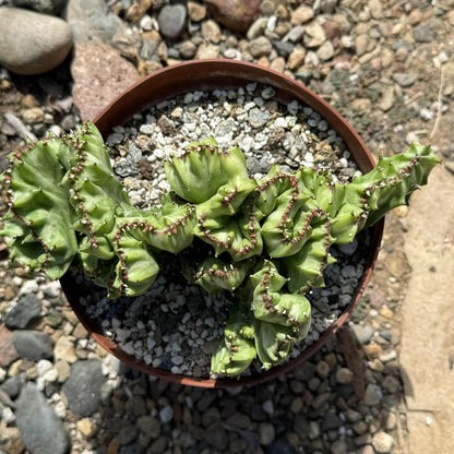 Euphorbia Lactea Cristata - 6 Inch Option A - Cactus - DesertScapeSucculent