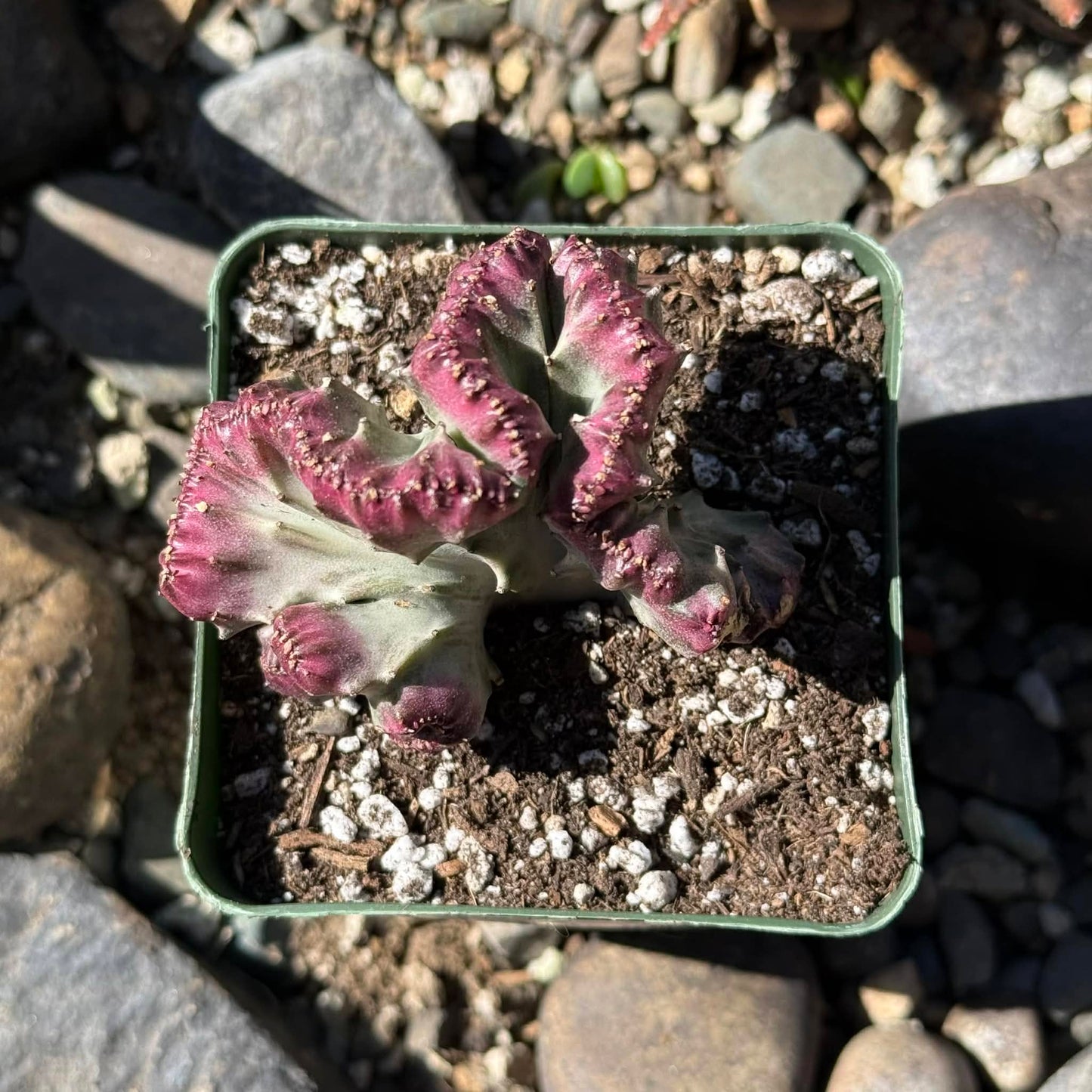 DesertScapeSucculent Cactus Euphorbia Lactea Cristata