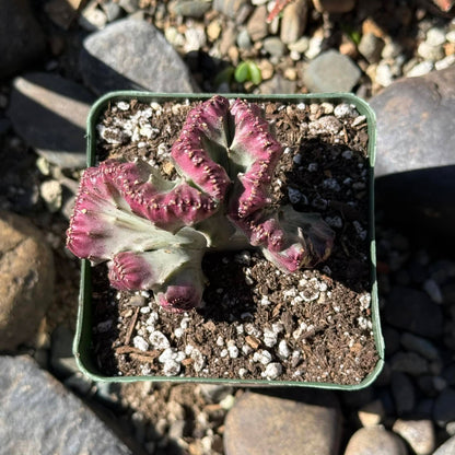 DesertScapeSucculent Cactus Euphorbia Lactea Cristata