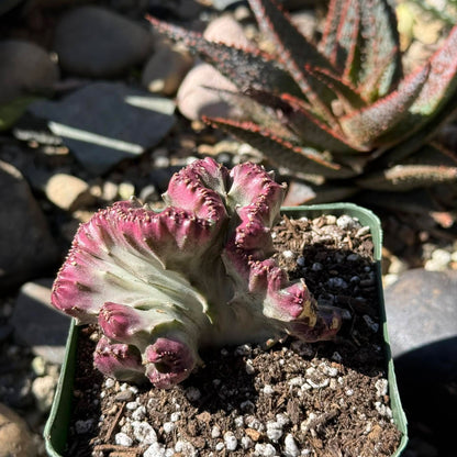 DesertScapeSucculent Cactus 4 Inch Euphorbia Lactea Cristata