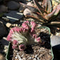 DesertScapeSucculent Cactus 4 Inch Euphorbia Lactea Cristata