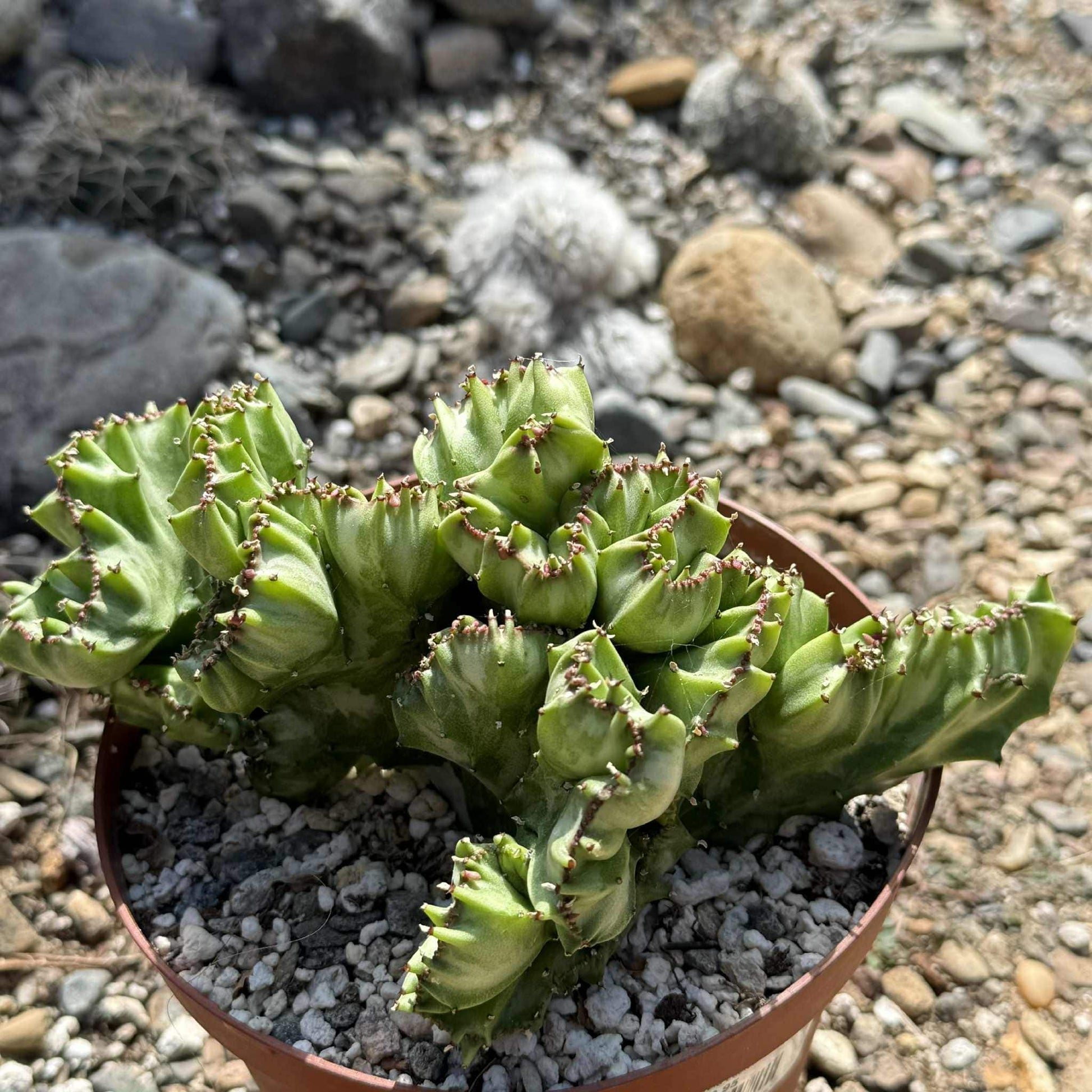 Euphorbia Lactea Cristata - 6 Inch Option A - Cactus - DesertScapeSucculent