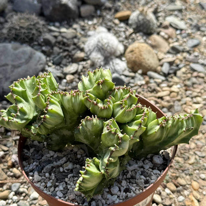 Euphorbia Lactea Cristata - 6 Inch Option A - Cactus - DesertScapeSucculent
