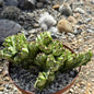 Euphorbia Lactea Cristata - 6 Inch Option A - Cactus - DesertScapeSucculent