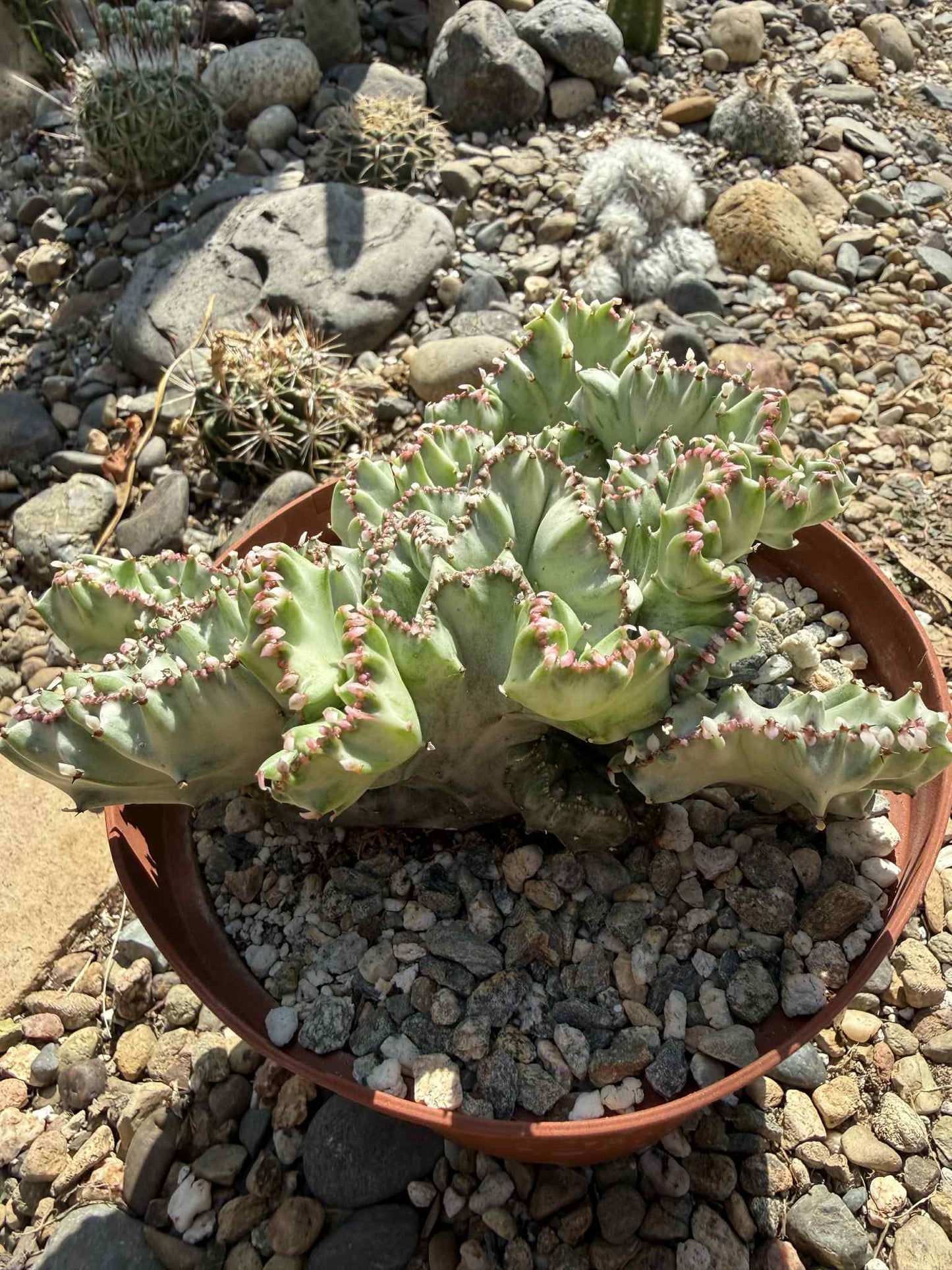 Euphorbia Lactea Cristata - 6 Inch Option B - Cactus - DesertScapeSucculent