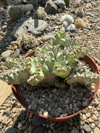 Euphorbia Lactea Cristata - 6 Inch Option B - Cactus - DesertScapeSucculent