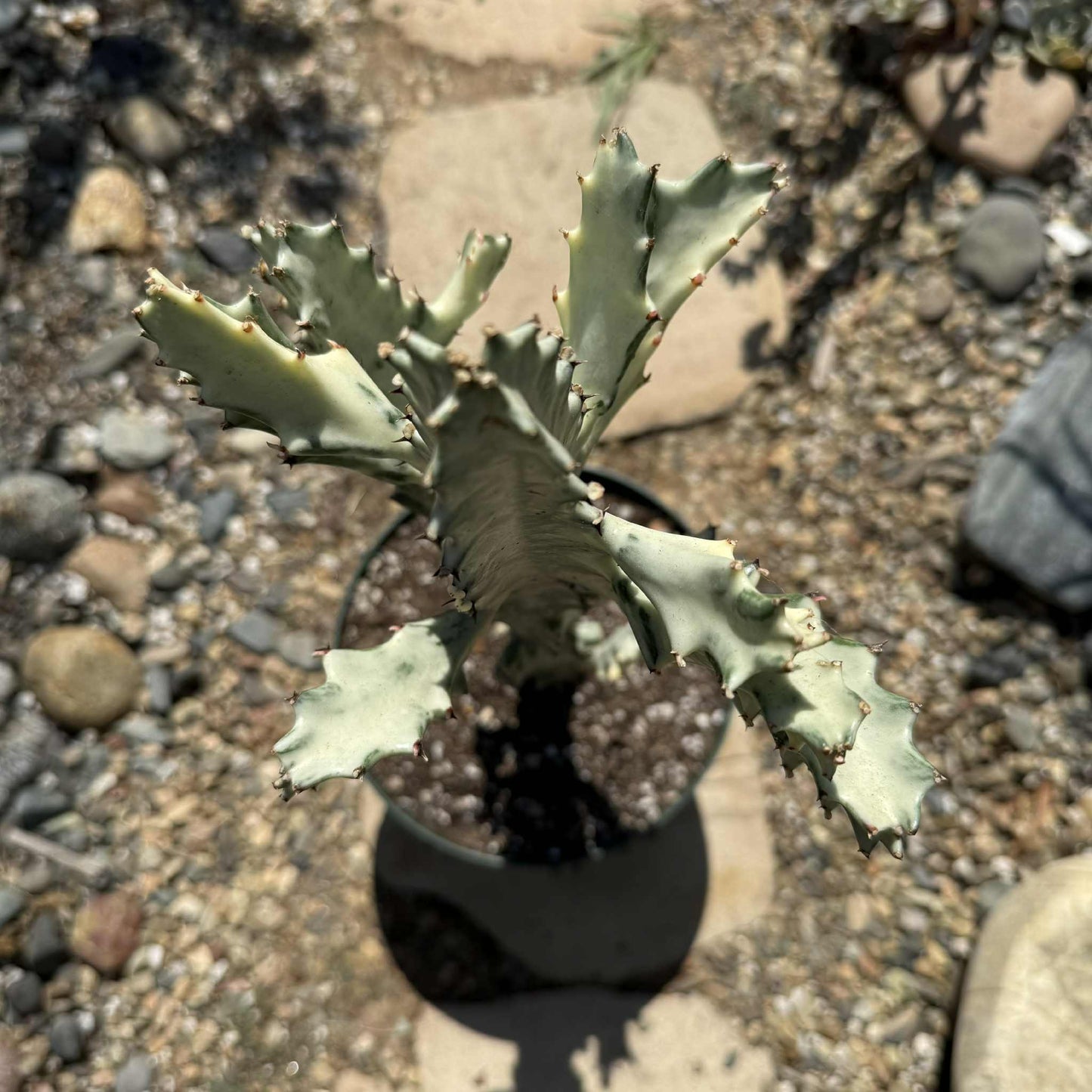 Euphorbia Lactea Variegata 'White Ghost Cactus' - 8 Inch Assorted - Cactus - DesertScapeSucculent