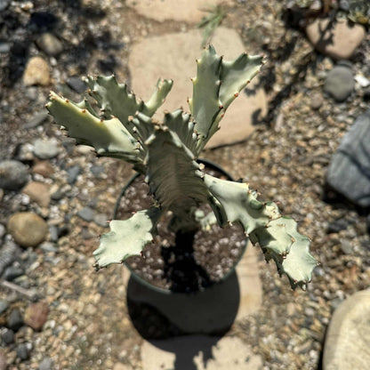 Euphorbia Lactea Variegata 'White Ghost Cactus' - 8 Inch Assorted - Cactus - DesertScapeSucculent