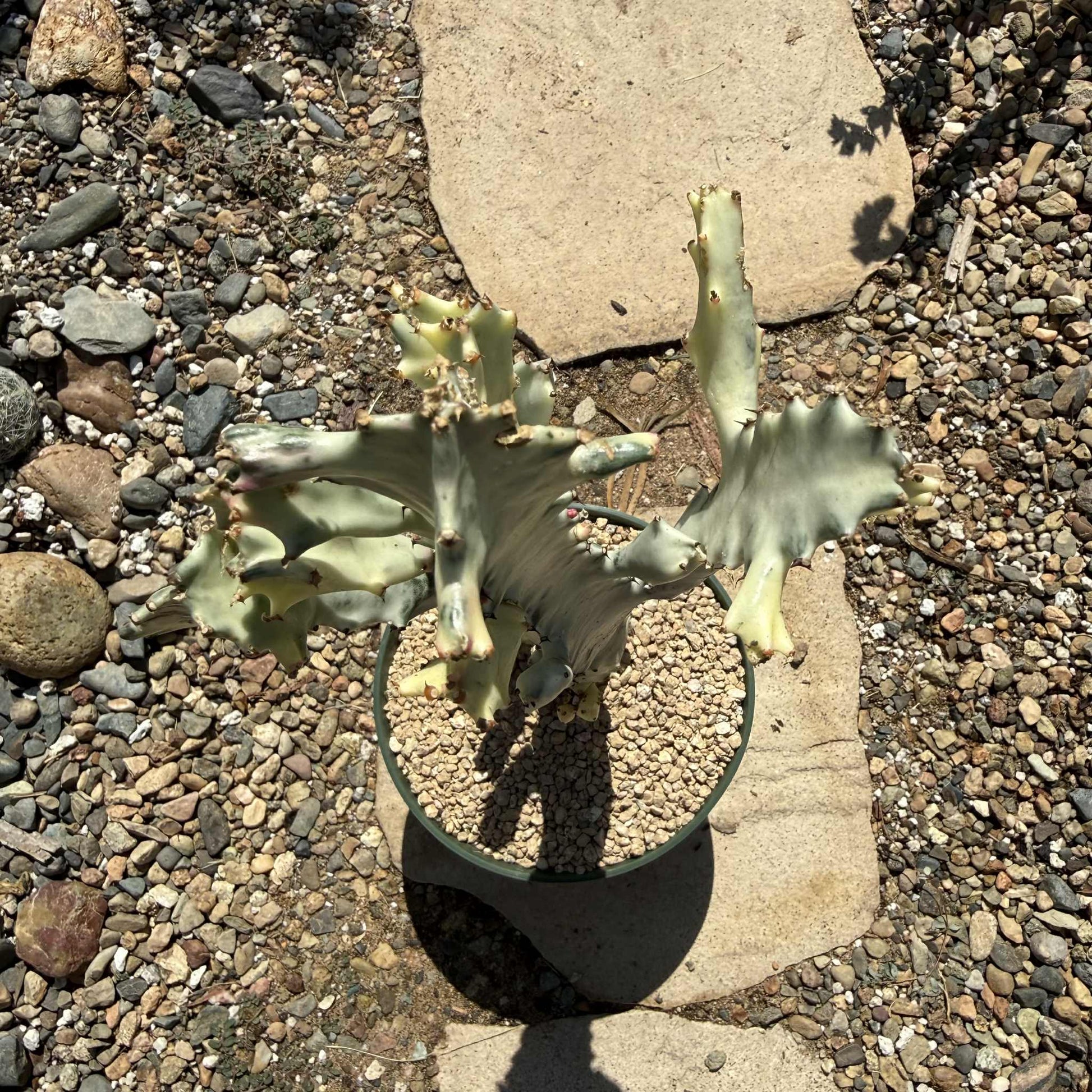 Euphorbia Lactea Variegata 'White Ghost Cactus' - 8 Inch Assorted - Cactus - DesertScapeSucculent