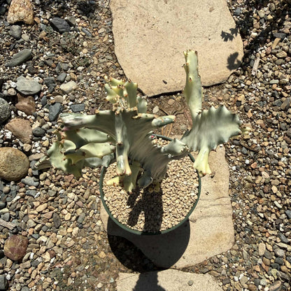 Euphorbia Lactea Variegata 'White Ghost Cactus' - 8 Inch Assorted - Cactus - DesertScapeSucculent