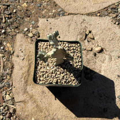 Euphorbia Lactea Variegata 'White Ghost Cactus' - 8 Inch Assorted - Cactus - DesertScapeSucculent