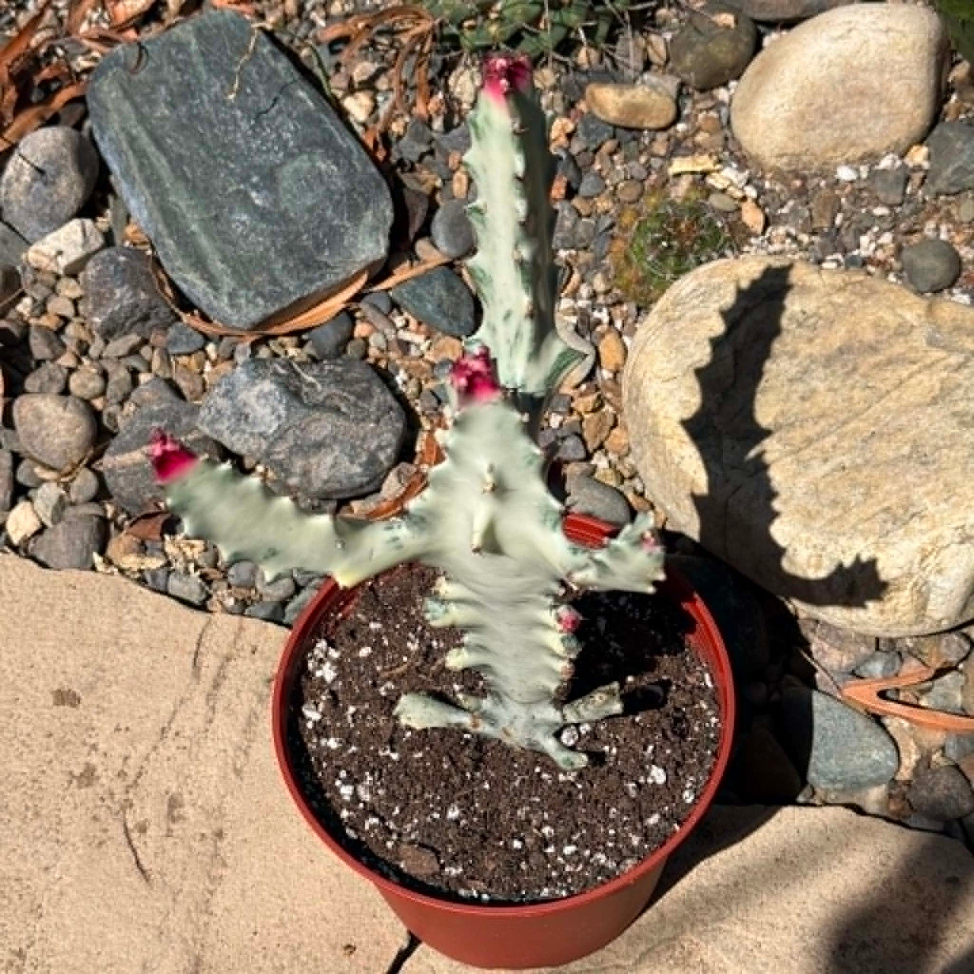 DesertScapeSucculent Cactus Euphorbia Lactea Variegata 'White Ghost Cactus'