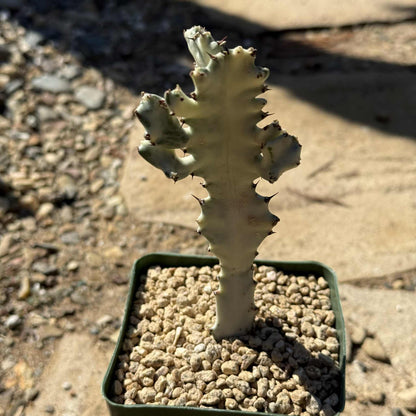 Euphorbia Lactea Variegata 'White Ghost Cactus' - 4 Inch Assorted - Cactus - DesertScapeSucculent